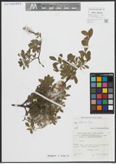 Foto von Salix alpina Scop.